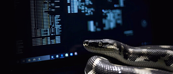 python django development