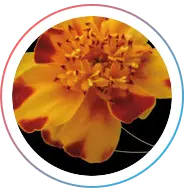 Swift and Agile Development